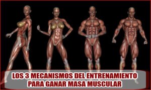 Mecanismos del Entrenamiento para Ganar Masa Muscular